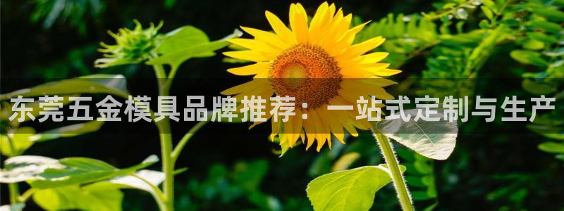 云顶国际app官方下载安装