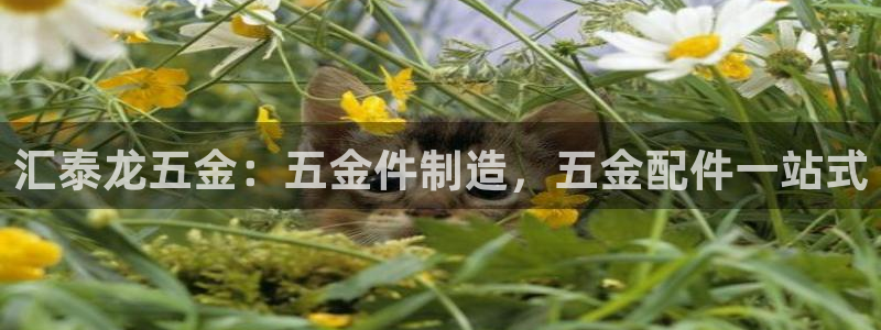 云顶国际音乐会